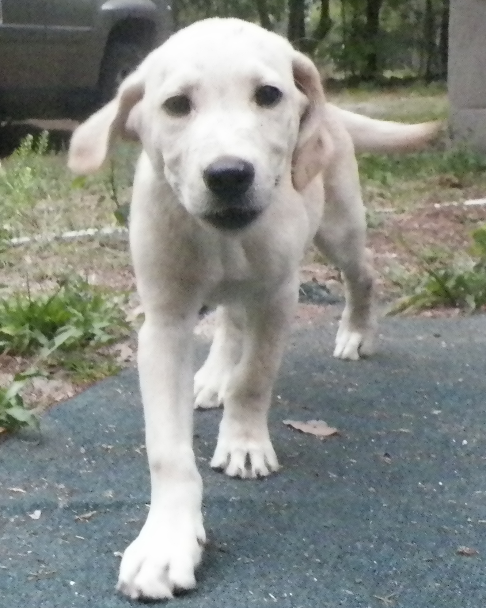 Meet Tito